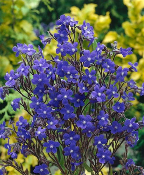 Anchusa azurea Loddon Royalist