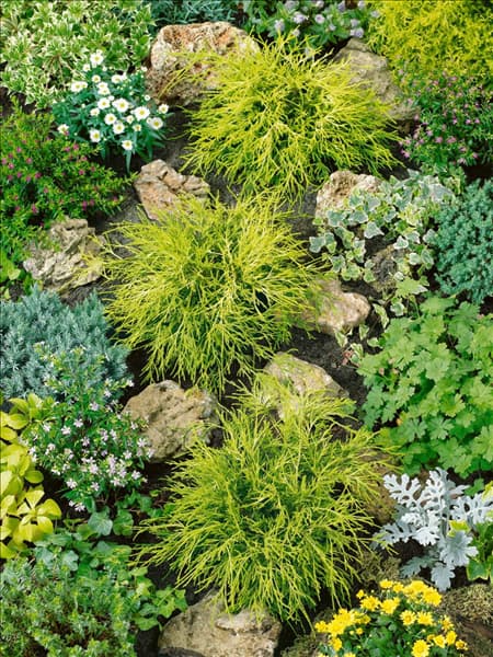 Chamaecyparis pisifera Sungold
