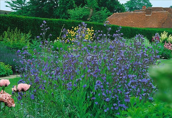 Anchusa azurea Blue Angel