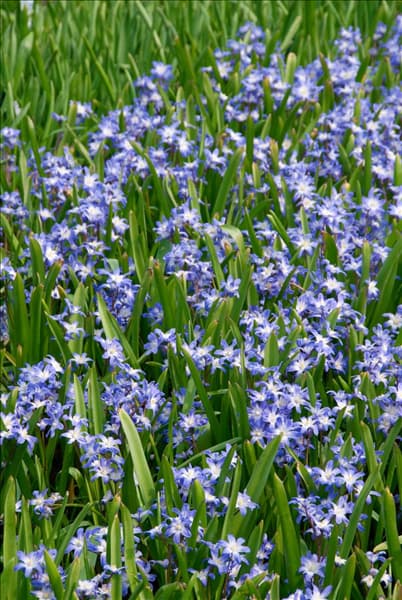 Chionodoxa forbesii Blue Giant