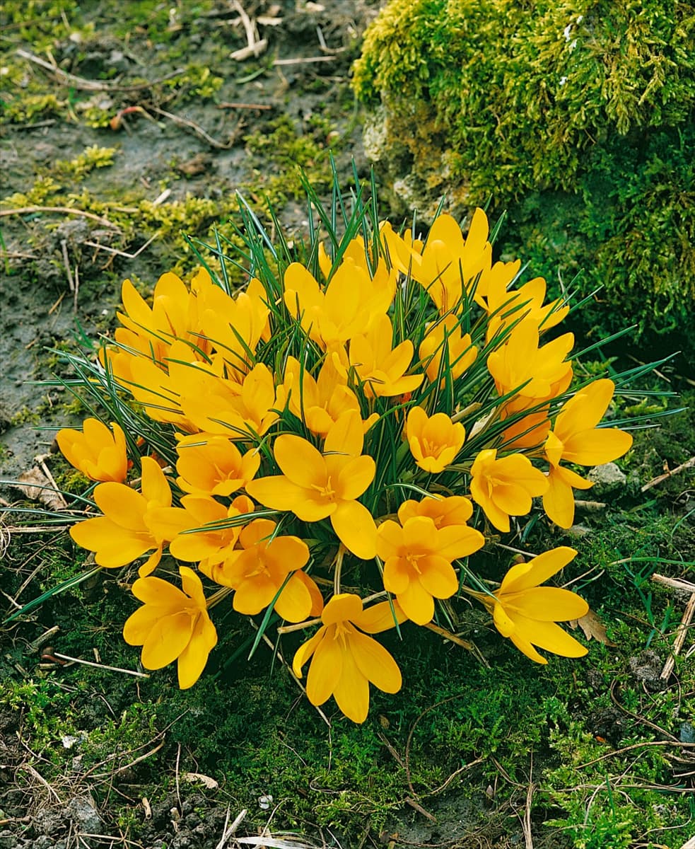 CROCUS VERNUS YELLOW