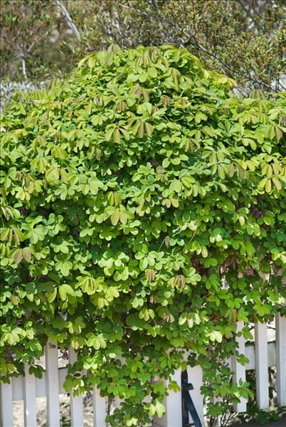Akebia quinata