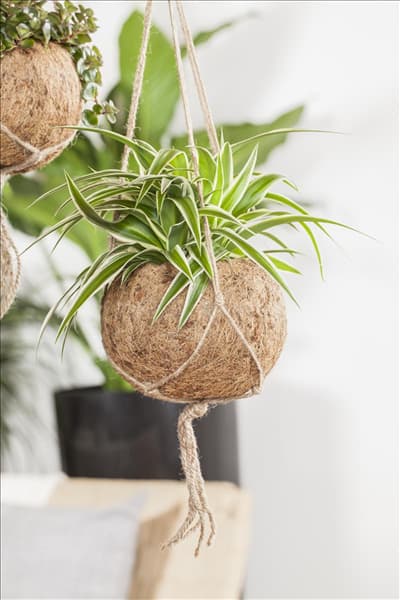 Chlorophytum comosum