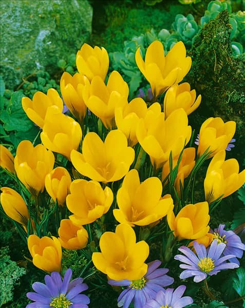 Crocus vernus Yellow Mammoth