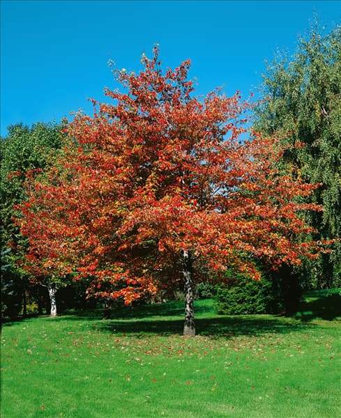 ACER rubrum