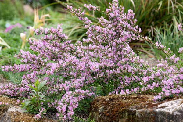 Chamaecytisus purpureus