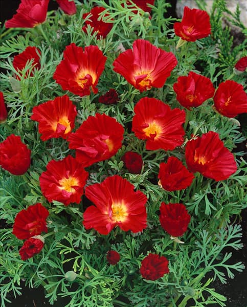 ESCHSCHOLZIA CALIFORNICA DALLI