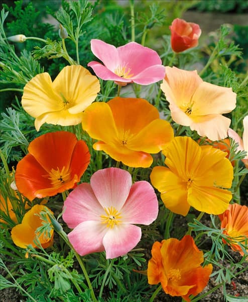 ESCHSCHOLZIA CALIFORNICA SIMPLE MIXED