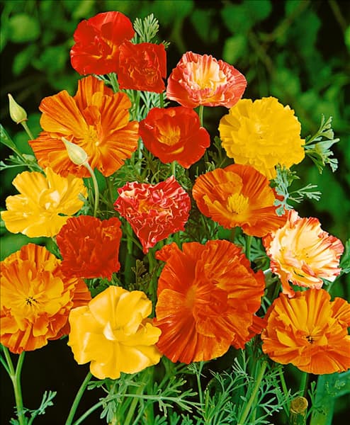 ESCHSCHOLZIA CALIFORNICA DOUBLE MIXED