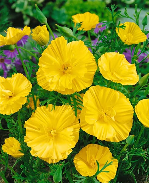 ESCHSCHOLZIA CALIFORNICA NOWIK / YELLOW