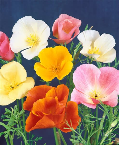 ESCHSCHOLZIA CALIFORNICA