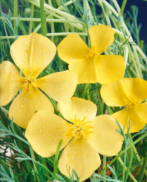 ESCHSCHOLZIA CALIFORNICA