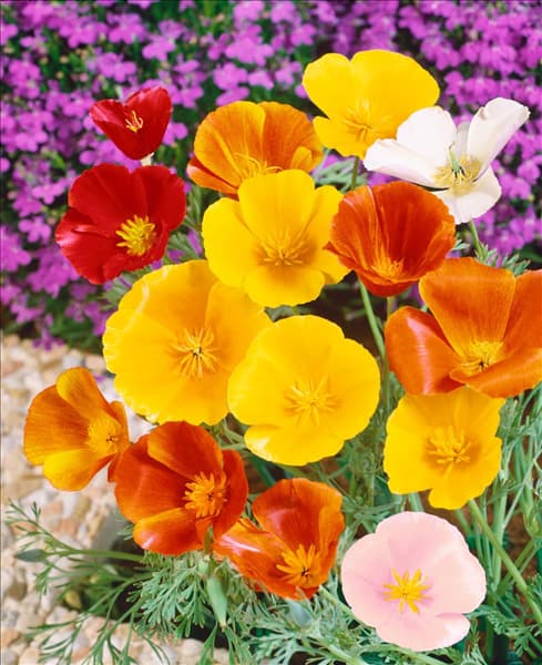 ESCHSCHOLZIA CALIFORNICA SIMPLE MIXED