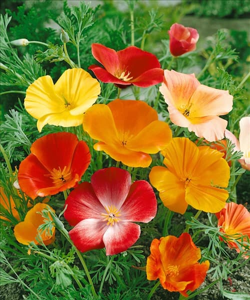 ESCHSCHOLZIA CALIFORNICA SIMPLE MIXED