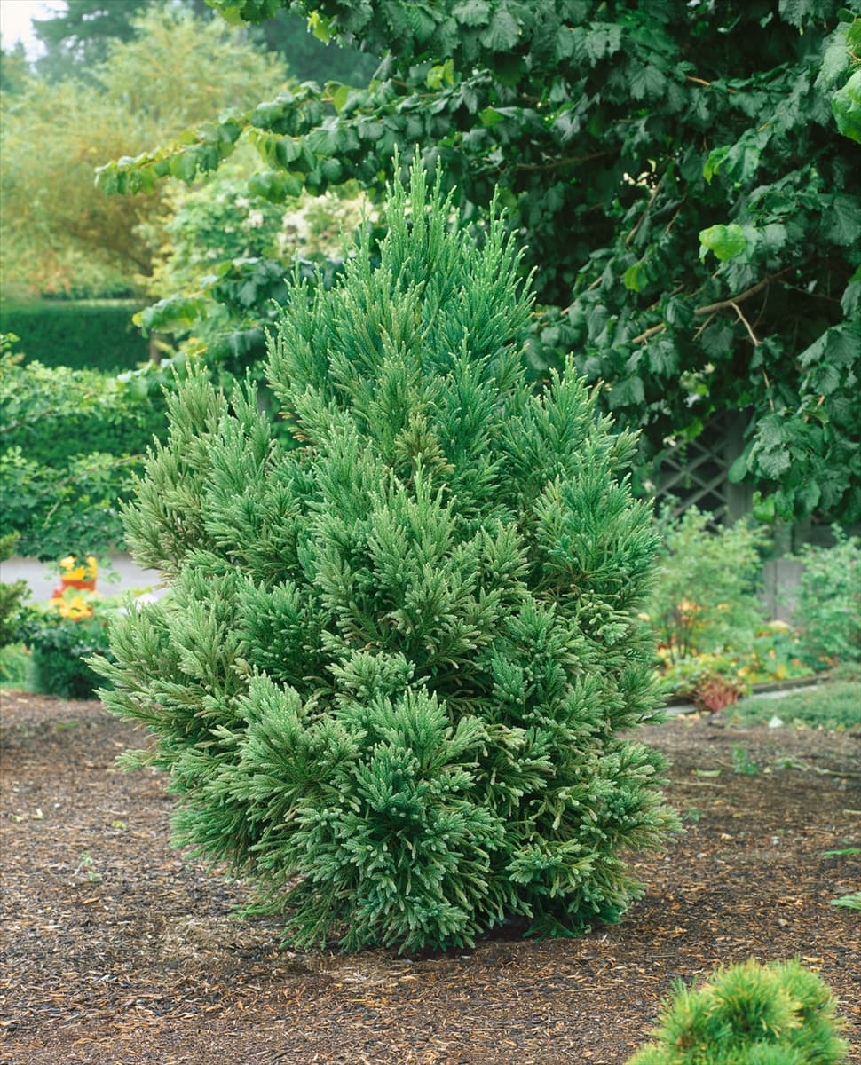 CRYPTOMERIA JAPONICA