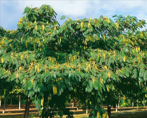 Albizia julibrissin Ombrelia (R)
