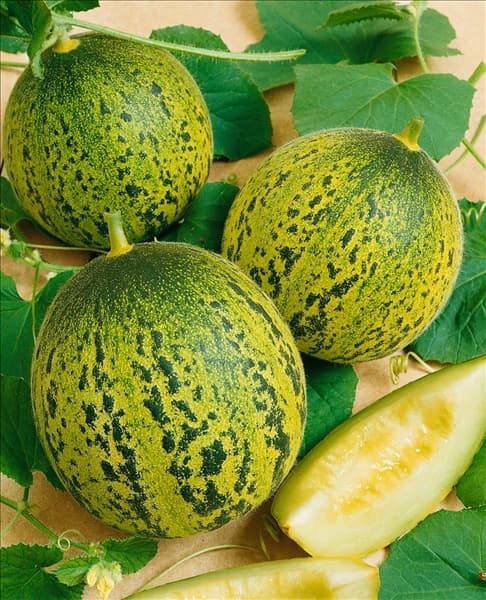 Melone / Cucumis melo Galilej
