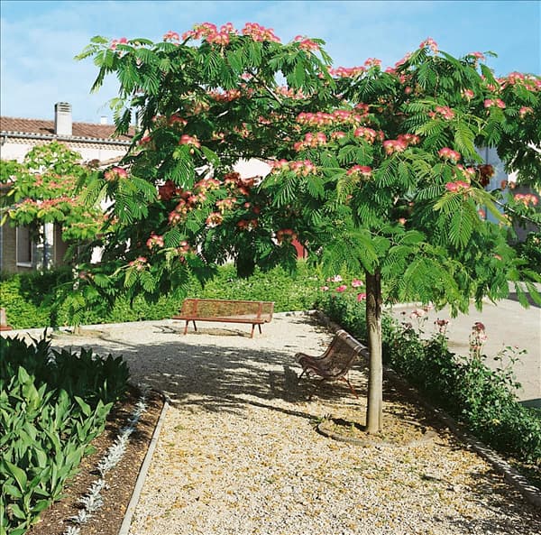ALBIZIA JULIBRISSIN