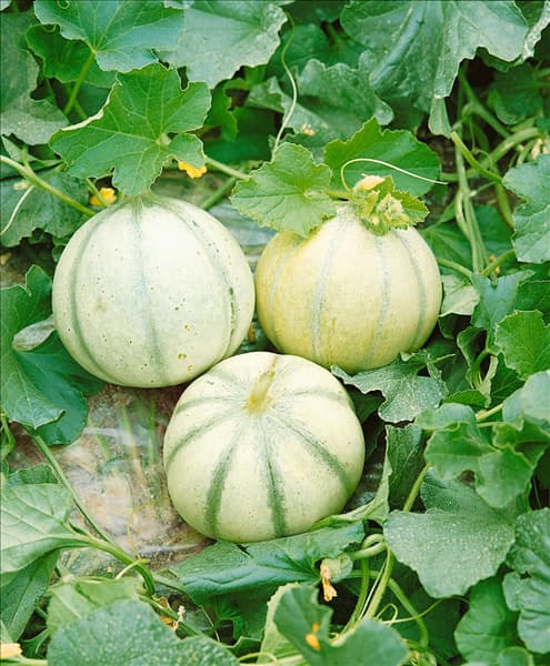Melon / Cucumis melo Milor