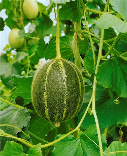 Melone / Cucumis melo Deserten
