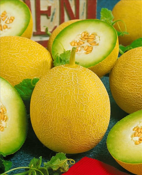 Melone / Cucumis melo City F1