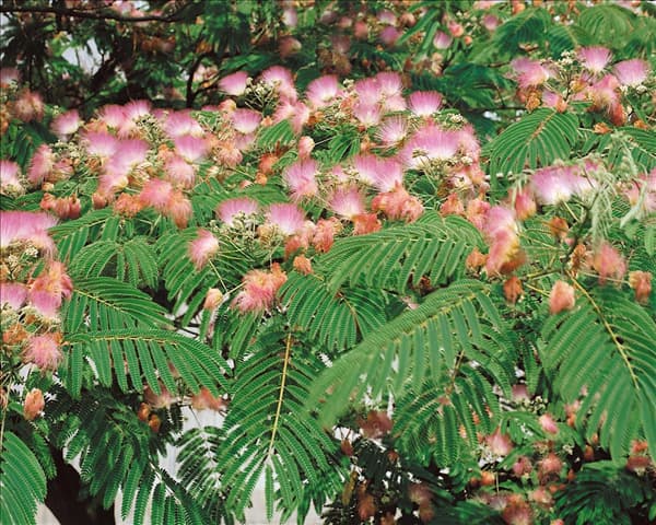 ALBIZIA JULIBRISSIN / DETAIL