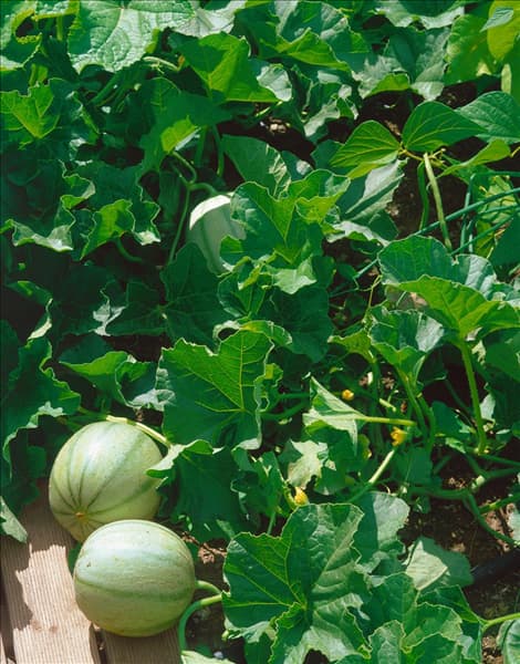 Melone / Cucumis melo im Garten