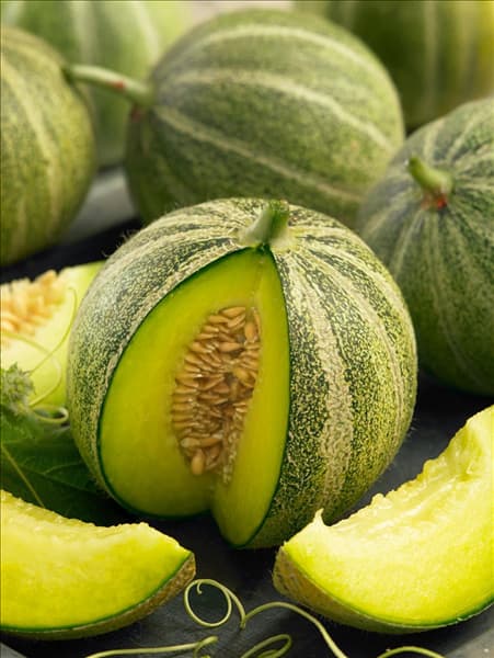 Cucumis melo Model