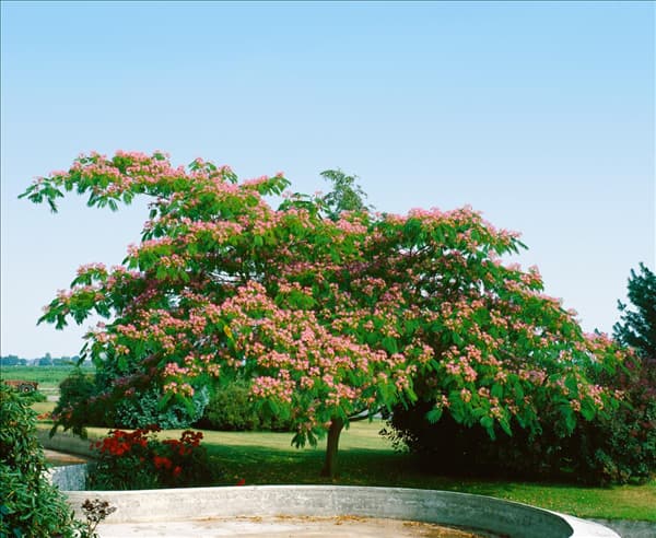 ALBIZIA JULIBRISSIN