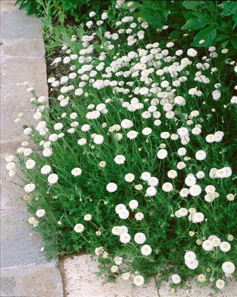 Chamaemelum nobile
