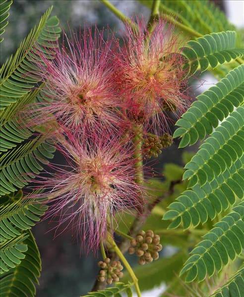 Albizia julibrissin