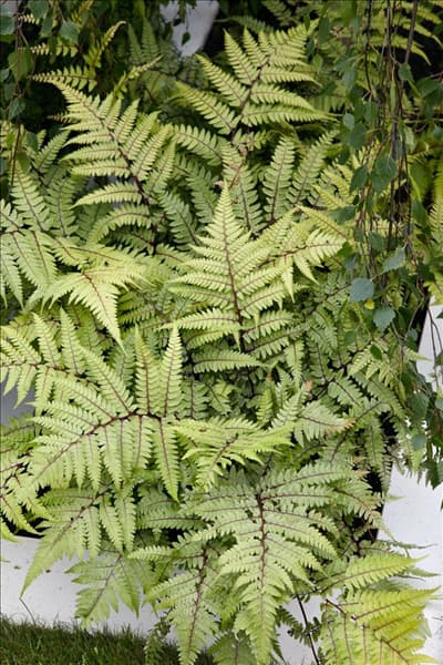 Dryopteris erythrosora