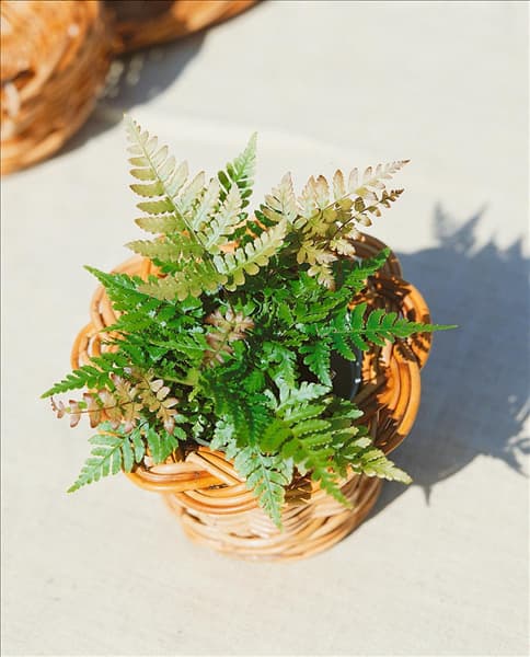 DRYOPTERIS ERYTHROSORA
