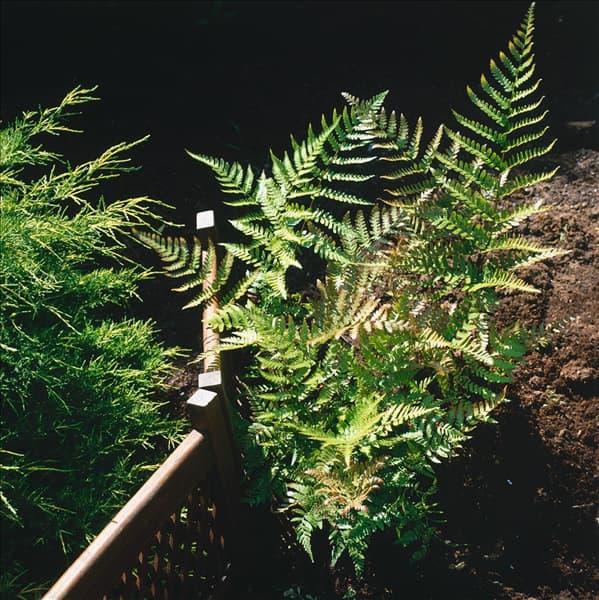 Dryopteris erythrosora