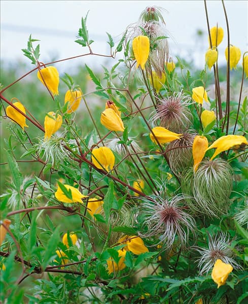 CLEMATIS tangutica
