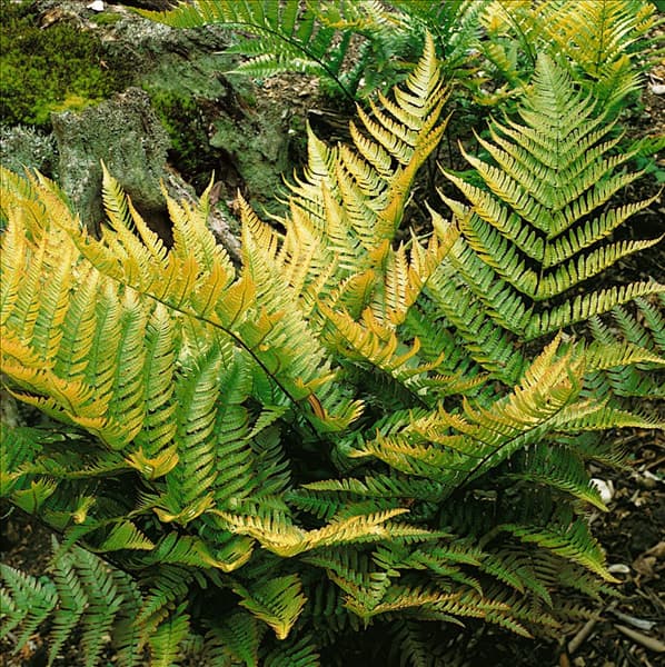Dryopteris erythrosora