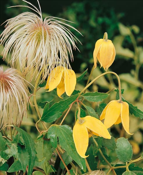 CLEMATIS tangutica