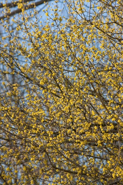 Cornus mas im Frühling