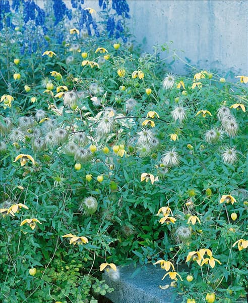 CLEMATIS tangutica