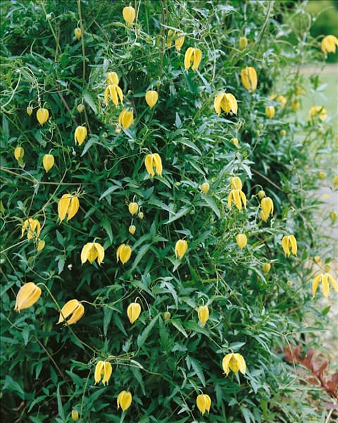 Clematis tangutica Radar Love