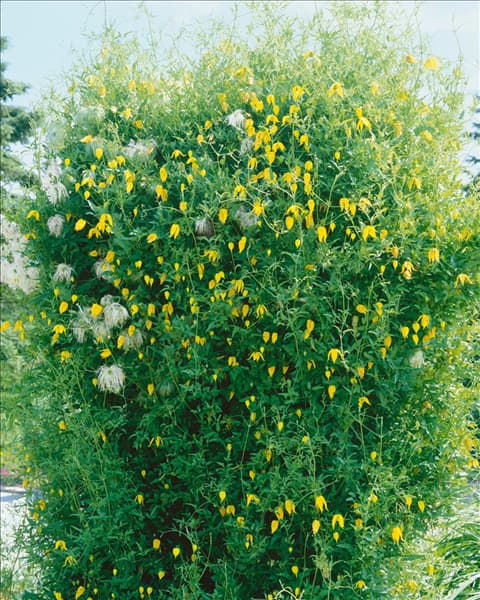 CLEMATIS tangutica