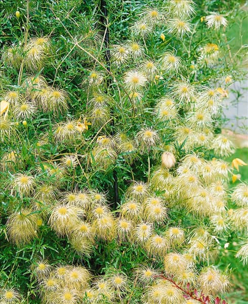 Clematis tangutica Red Love
