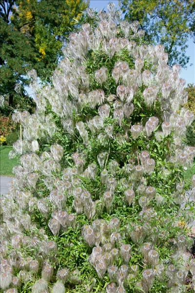 Clematis tangutica Radar Love
