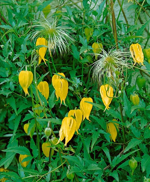 CLEMATIS tangutica