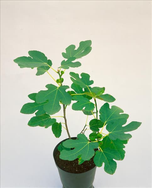 FICUS CARICA BROWN TURKEY