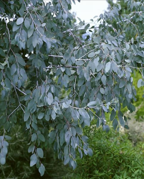 EUCALYPTUS GUNNII DETAIL