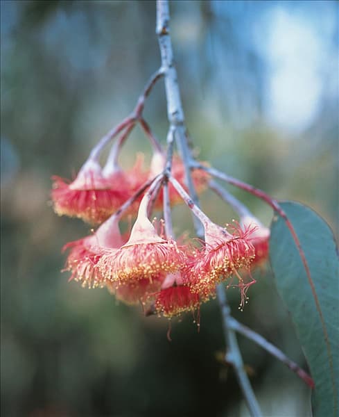 Eucalyptus Gunnii