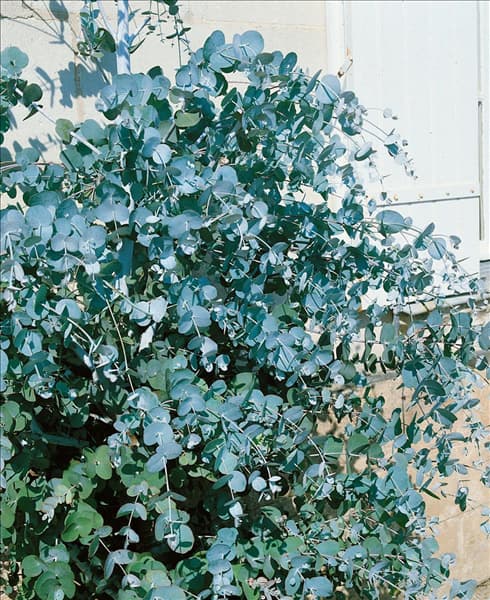 EUCALYPTUS GUNNII