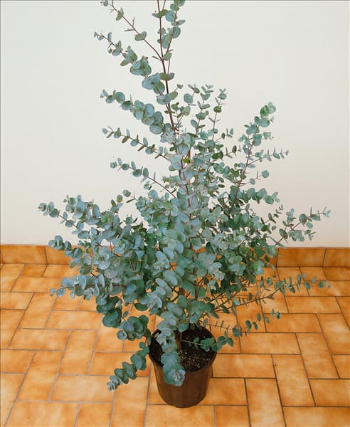 EUCALYPTUS GUNNII