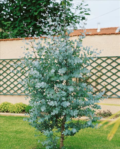 EUCALYPTUS GUNNII